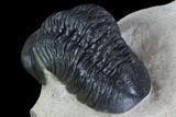 Crotalocephalina & Reedops Trilobite - Flying Preparation #88866-5